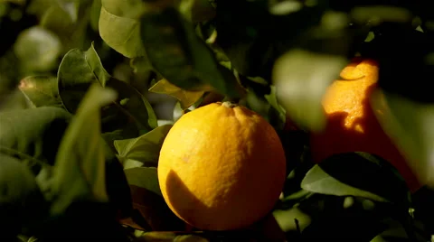 Orange Fruit on a Tree. Stock Footage 63165945