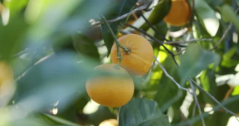 Orange fruit on tree Stock Footage 196995661