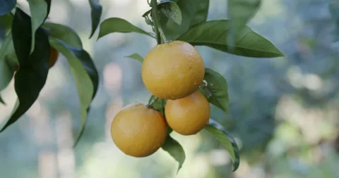 Orange fruit on tree Stock Footage 196998633
