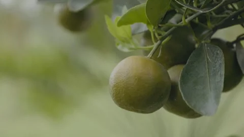 Orange fruit on the tree Stock Footage 242159190