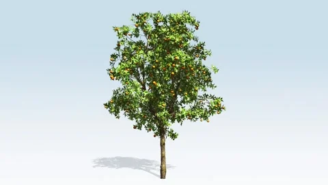 Orange fruit tree Stock Footage 296588179