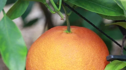  a orange fruit on tree 스톡 동영상 305817942