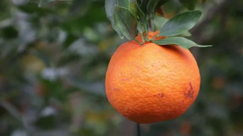  a orange fruit on tree Video stock 305817951