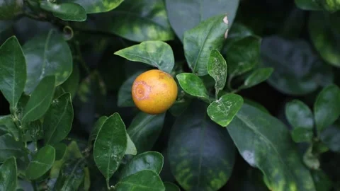 Orange fruit on the tree Stock-Footage 310161269