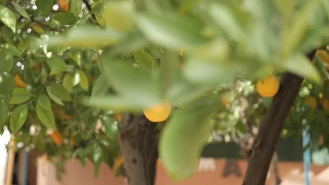 Orange fruit tree in Marrakech Morocco on a bright sunny day. Stock Footage 90615614