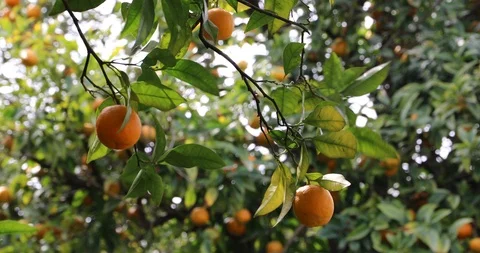 Orange fruit on a tree in orange garden in northern Iran Stock Footage 88106020