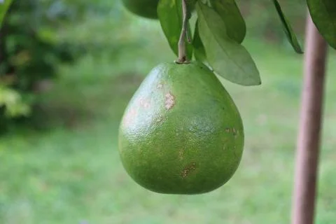 Orange fruit on tree 스톡 사진