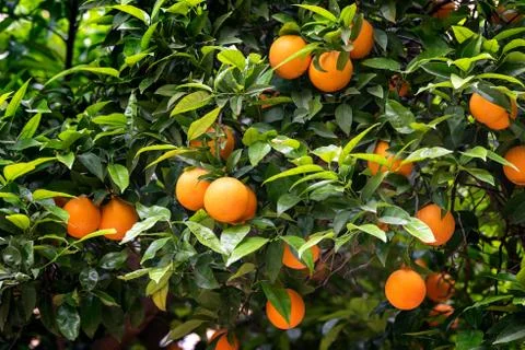 Orange fruit on the trees Stock Photos