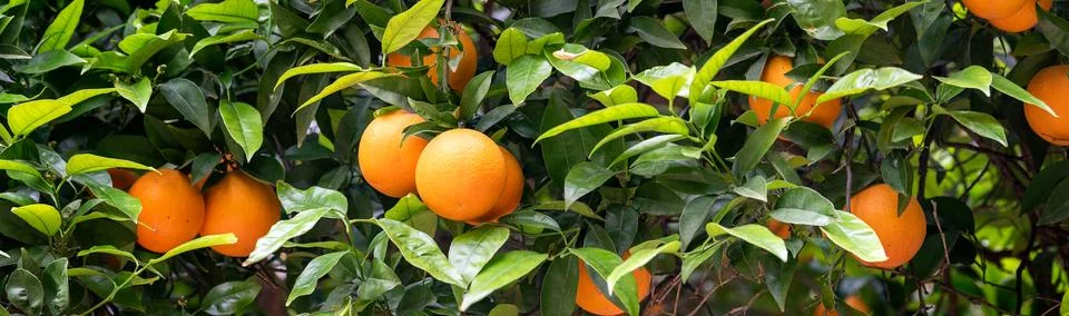 Orange fruit on the trees Foto stock