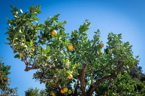 Orange fruit on the trees Stock Photos