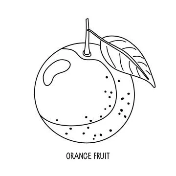 Orange fruit vector black white Linear Sketch isolated. Fresh sour Citrus fruit Stock Illustration