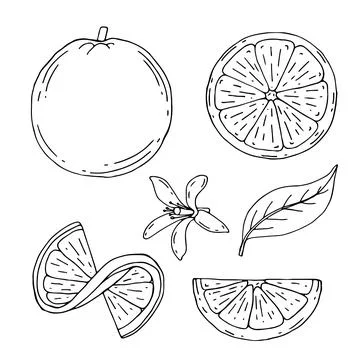 Orange fruit vector drawing. Summer food engraved illustration Isolated hand Stock Illustration