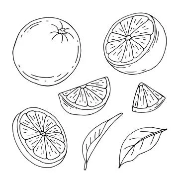 Orange fruit vector drawing. Summer food engraved illustration Isolated hand Stock Illustration