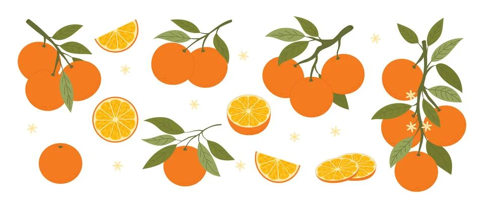 Orange fruit vector set with branches, leaves and slices Stock Illustration