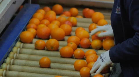Orange Fruit Work Processing Stock Footage 62892734