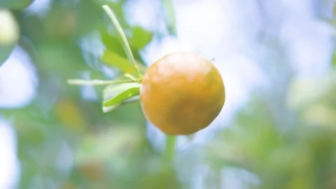 Orange fruits at branch of tree Stock Footage 76138536