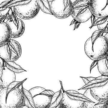Orange Fruits Square Frame. Hand drawn vector illustration of Border with Citrus Illustrazione stock