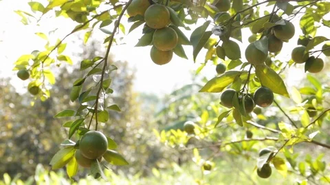 The orange fruits swing in the wind. Stock Footage 110622011