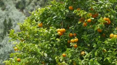 Orange Fruits in Tree Stock Footage 77353699