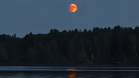 Orange full moon high in dark twilight sky over silhouette of dense forest trees Stock Footage 344094549