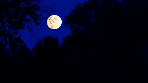 Orange Full Moon Moving Between Tree Branches Stock Footage 115560341