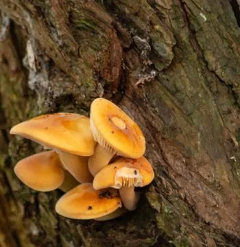 Orange funghi Stock Photos