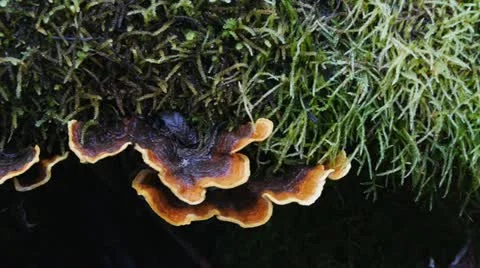Orange fungi Stock Footage 12496417