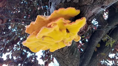 Orange Fungi on Tree Stock Footage 160486807