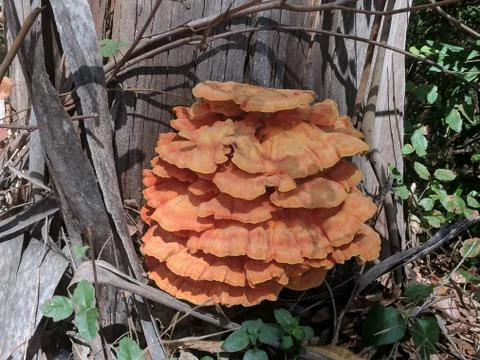 Orange fungus Stock Photos