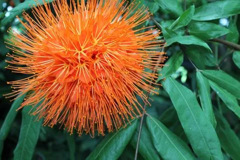 Orange Funky Flower Фото