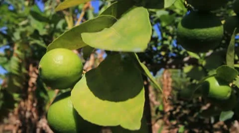 Orange in the garden. Stock Footage 10794424