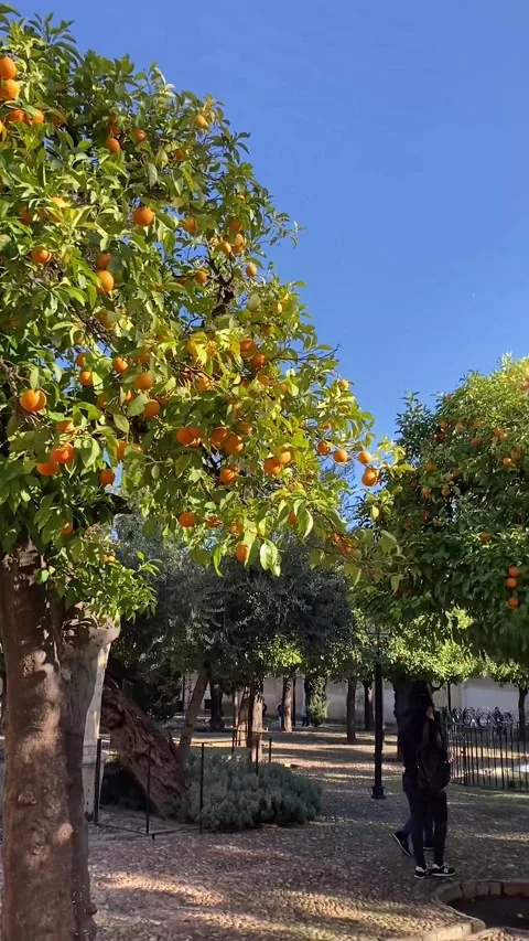 Orange garden in front of  Mosque-Cathedral of Córdoba 库存影片 233641820