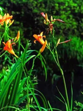 Orange garden lily Stock Photos