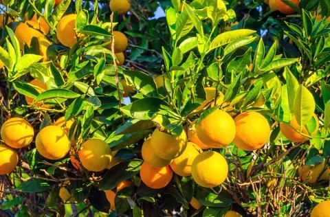 Orange garden. Oranges on a tree. Summer background. Stock Photos