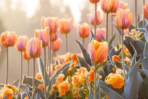 Orange garden Stock Photos