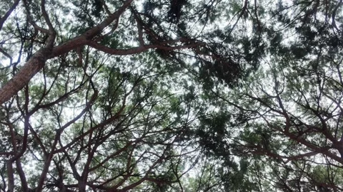 Orange Garden - Pine Tree Canopy Against Sky. Stock-Footage 330430617
