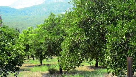 Orange garden with trees on mountain background Video stock 118975861