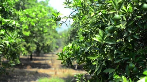Orange garden with trees on mountain background Stock-Footage 118975894