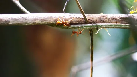 Orange gaster ant herd  walking on plant tree branch Stock Footage 197938677