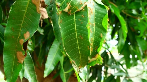 Orange gaster or Weaver or Green tree ant herd pulling leaf to make a nes Stock Footage 278075787