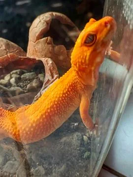 Orange gecko Stock Photos