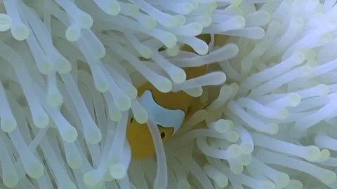 Orange Gems Playing Hide-And-Seek in the Anemone's Graceful Tendrils Stock Footage 344480510