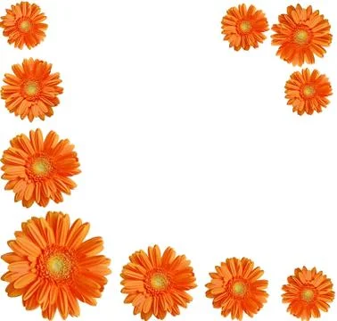Orange gerber flowers create a frame Stock Photos