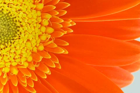 Orange gerber Foto stock