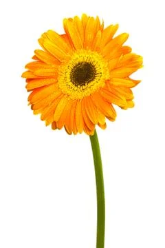 Orange gerber Stock Photos