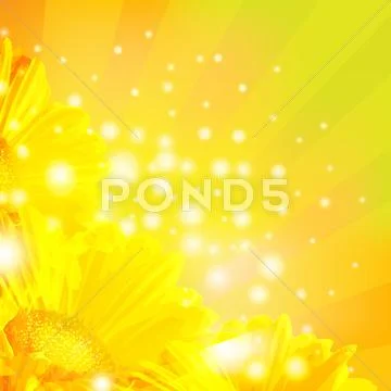 Orange gerber with sunburst Stock Illustration