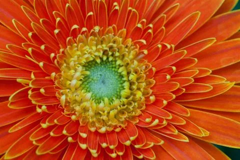 Orange Gerbera Close-up Stock Photos