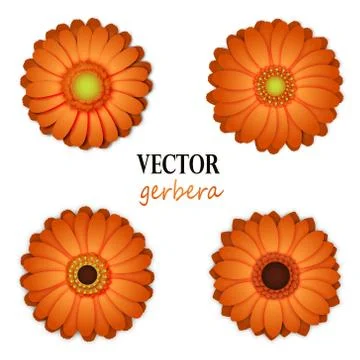 Orange gerbera collection. Stock Illustration