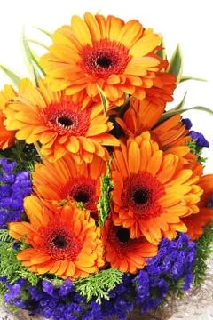 Orange Gerbera Daisies Stock Photos