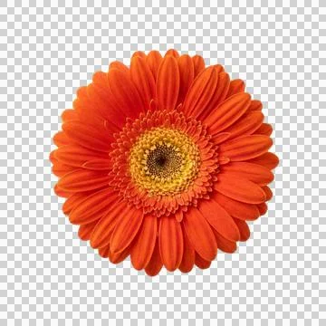 Orange gerbera daisy blossom with yellow center isolated on transparent bac.. Photos